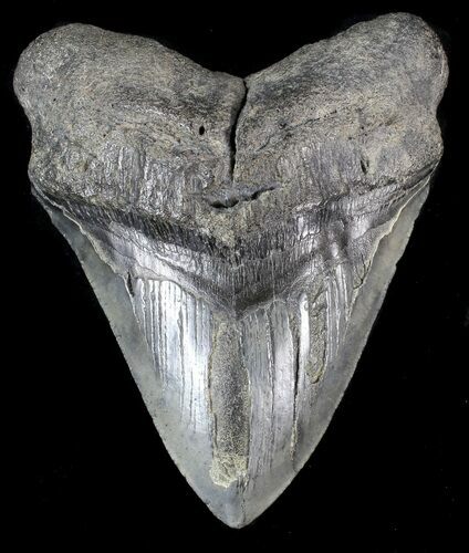 Bargain, Fossil Megalodon Tooth #41801
